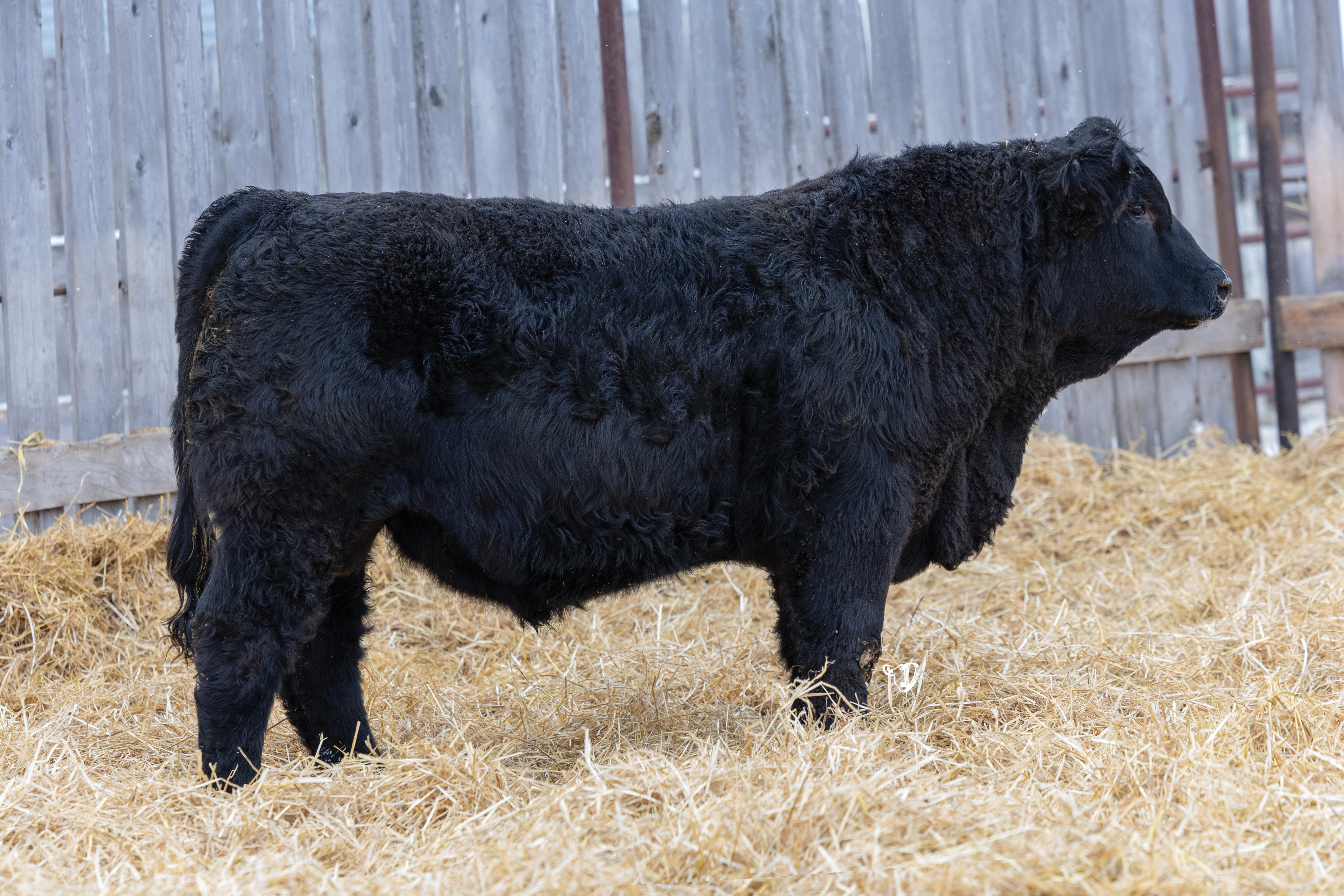 Yearling Bull